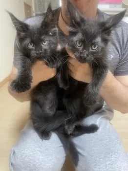 もずくとこんぶ 様のお迎えした子猫