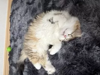 とわ 様のお迎えした子猫