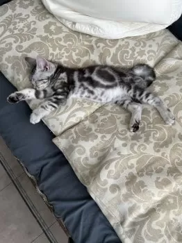 つじたく 様のお迎えした子猫