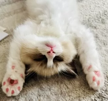 ちぃ 様のお迎えした子猫