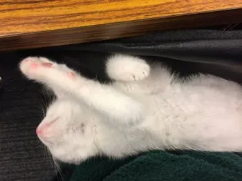 由佳ちゃんまん 様のお迎えした子猫