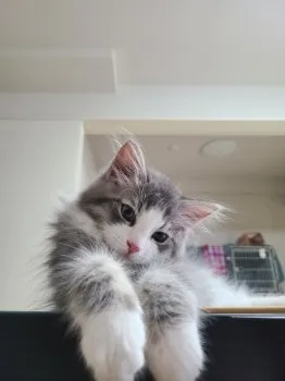 O.N 様のお迎えした子猫