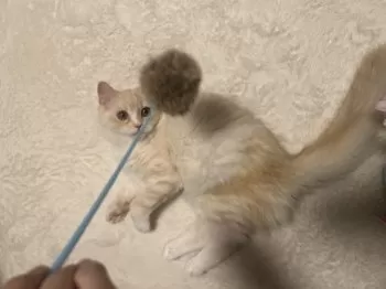 ララ 様のお迎えした子猫