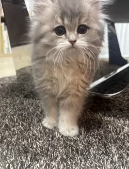 M 様のお迎えした子猫