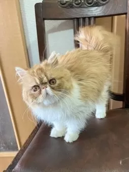 yuki 様のお迎えした子猫