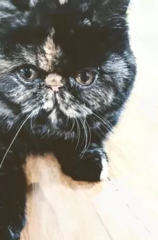 すいたん 様のお迎えした子猫