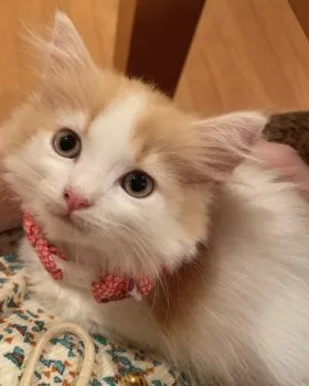 ころさん 様のお迎えした子猫