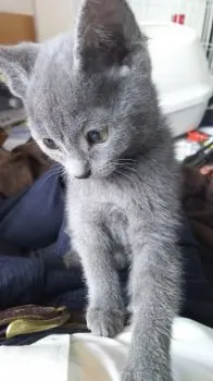 GON 様のお迎えした子猫