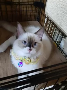 ととちゃん 様のお迎えした子猫