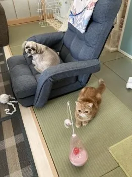みるさく 様のお迎えした子猫