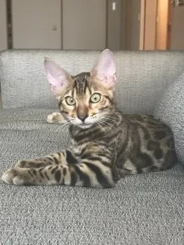 ナツ 様のお迎えした子猫