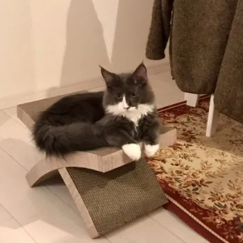 K.W 様のお迎えした子猫