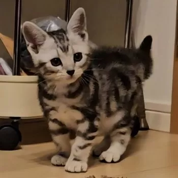 ヒデ 様のお迎えした子猫