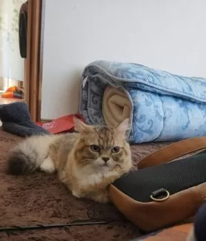 S.O 様のお迎えした子猫