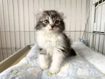 emizo 様のお迎えした子猫