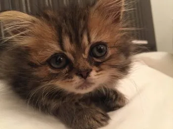 おはぎ 様のお迎えした子猫