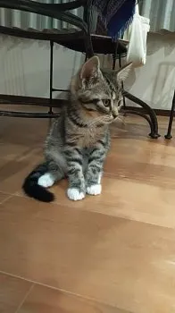 ネギ 様のお迎えした子猫