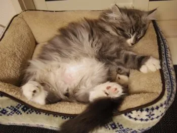 シンノ 様のお迎えした子猫