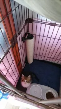 yoawa9 様のお迎えした子猫