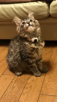 Y.K 様のお迎えした子猫