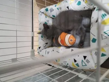 たに 様のお迎えした子猫