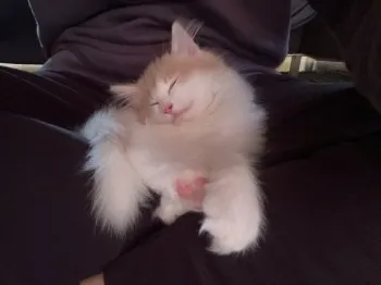 D.Y 様のお迎えした子猫