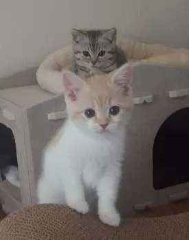 アイ 様のお迎えした子猫