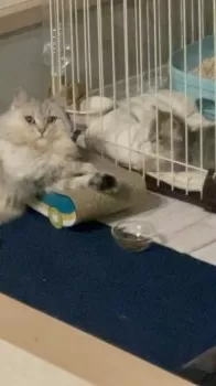 E.K 様のお迎えした子猫