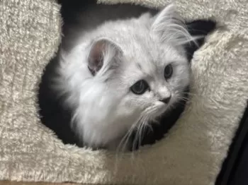 みぽ 様のお迎えした子猫