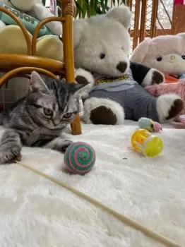 M.T 様のお迎えした子猫