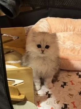 難波 様のお迎えした子猫