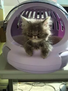 ミッキー 様のお迎えした子猫