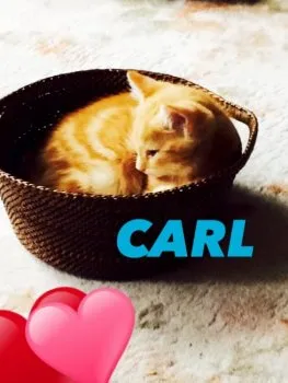 小林 様のお迎えした子猫