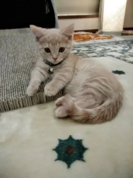 ゆきの母 様のお迎えした子猫