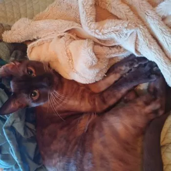 R.K 様のお迎えした子猫