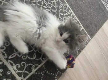 S.S 様のお迎えした子猫