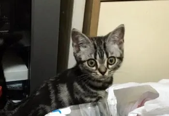 菜っ葉 様のお迎えした子猫