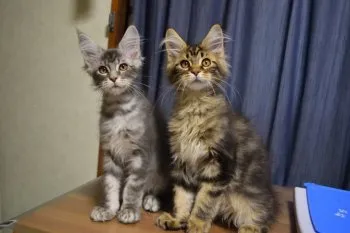 ふじお 様のお迎えした子猫