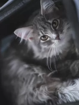 Y.S 様のお迎えした子猫