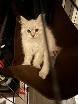 れあち。 様のお迎えした子猫