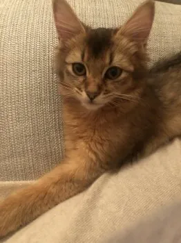 ぽむ 様のお迎えした子猫