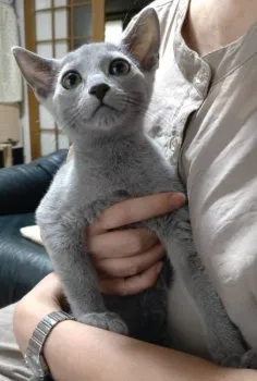 Y.K 様のお迎えした子猫