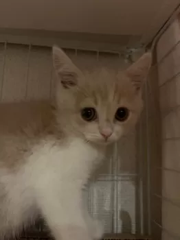 にゃーこ 様のお迎えした子猫