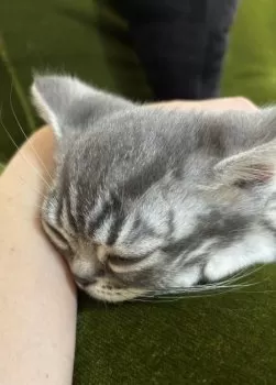 サク 様のお迎えした子猫