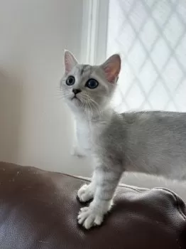 にゃん 様のお迎えした子猫
