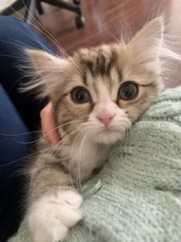 なな 様のお迎えした子猫