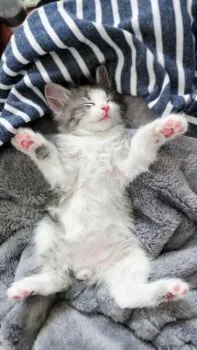 ぜき 様のお迎えした子猫