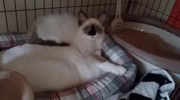 A.N 様のお迎えした子猫