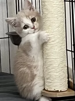 T.E 様のお迎えした子猫