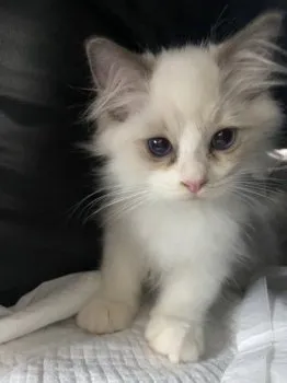 ちっち 様のお迎えした子猫